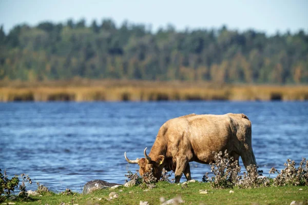 Wild Prairy Cows Eating Grass Pasture Summer Water Background — Stock Photo, Image