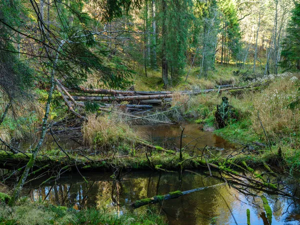 Άγριο Δάσος Ποταμός Ρεύμα Φθινόπωρο Δάση Καλύπτονται Παλιά Κορμούς Δέντρων — Φωτογραφία Αρχείου
