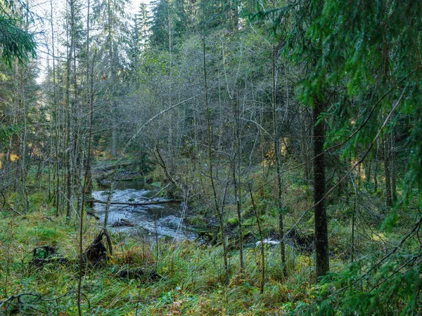 Ruisseau Forestier Sauvage Automne Forêt Couverte Vieux Troncs Arbres Herbe — Photo