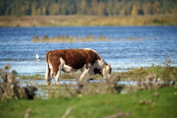 背景に水で夏に牧草地で草を食べる野生の草原の牛 — ストック写真