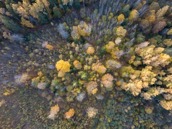 从无人驾驶相机拍摄秋天的森林景观 抽象图案的乔木色叶子 — 图库照片
