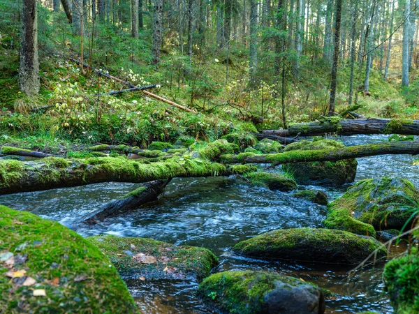 Vad Erdei Folyó Patak Ősszel Erdő Borított Régi Fatörzsek Zöld — Stock Fotó