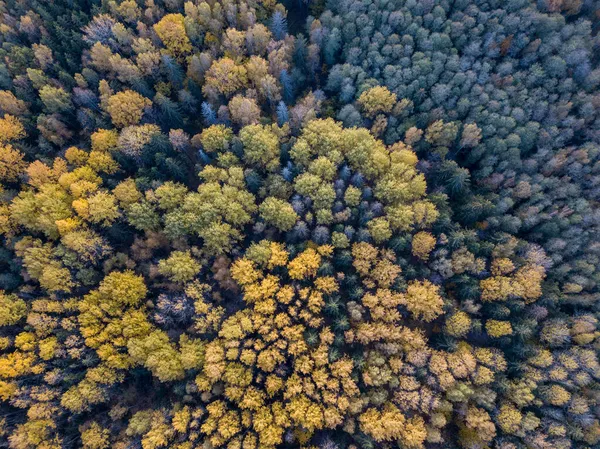 Осенний Вид Лес Камеры Беспилотника Цветные Листья Дерева Абстрактном Порядке — стоковое фото