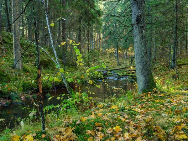Wilder Waldfluss Herbstlichen Wald Mit Alten Baumstämmen Und Grünem Gras — Stockfoto