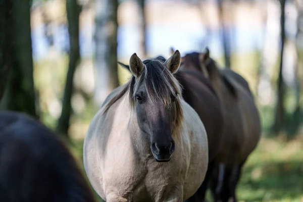 Vilda Hästar Kunde Inte Släpa Iväg Mig Och Äta Gräs — Stockfoto