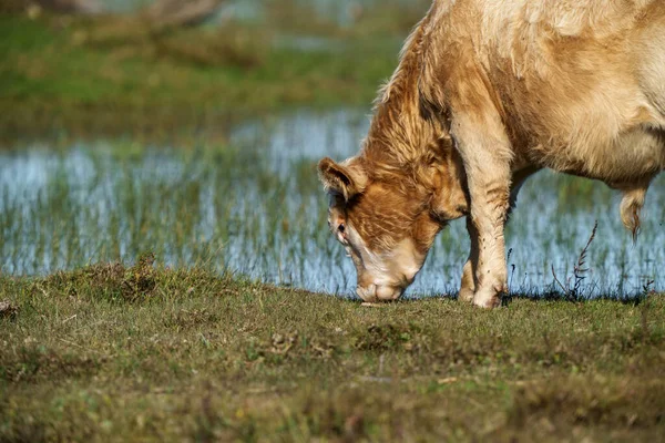 Wilde Präriekühe Fressen Sommer Gras Auf Der Weide Mit Wasser — Stockfoto