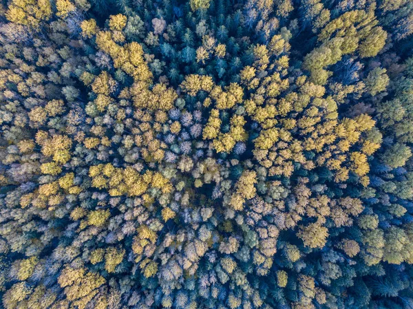 Outono Vista Floresta Partir Câmera Drone Árvore Folhas Coloridas Padrão — Fotografia de Stock