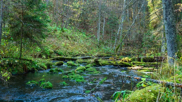 Divoký Les Říční Potok Podzimním Lese Pokrytý Starými Kmeny Stromů — Stock fotografie