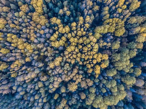 从无人驾驶相机拍摄秋天的森林景观 抽象图案的乔木色叶子 — 图库照片