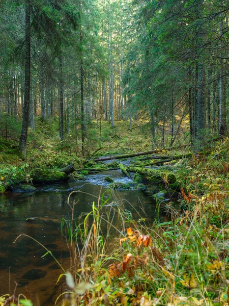 Sonbahar Ormanlarında Eski Ağaç Gövdeleri Yeşil Otlarla Kaplı Vahşi Orman — Stok fotoğraf