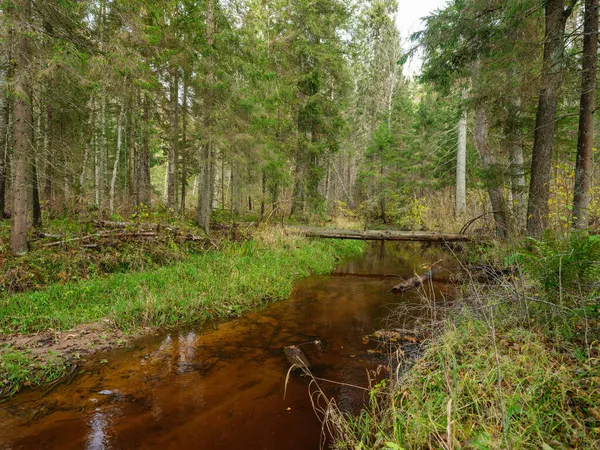 秋天森林里的野生小河 上面覆盖着老树干和绿草 — 图库照片