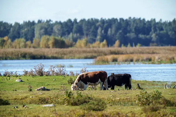 背景に水で夏に牧草地で草を食べる野生の草原の牛 — ストック写真