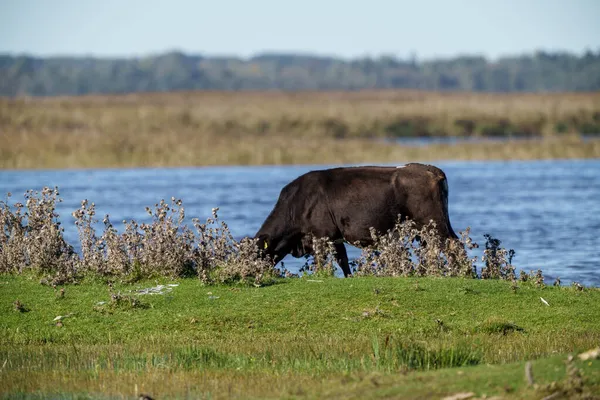 Άγριες Αγελάδες Που Τρώνε Χόρτο Βοσκότοπους Καλοκαίρι Νερό Στο Παρασκήνιο — Φωτογραφία Αρχείου
