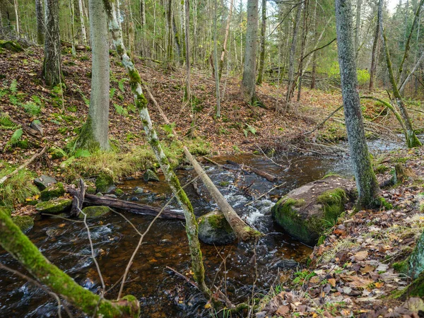 Ruisseau Forestier Sauvage Automne Forêt Couverte Vieux Troncs Arbres Herbe — Photo