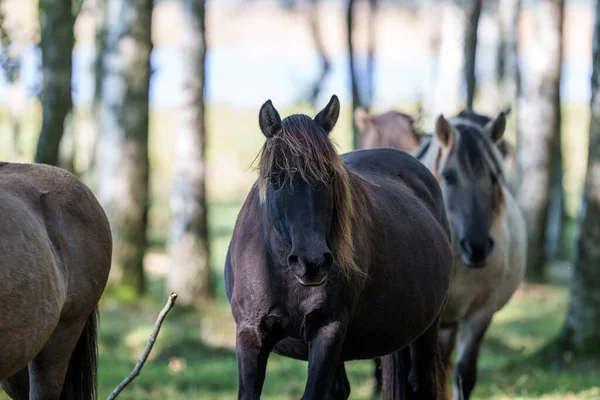Vilda Hästar Kunde Inte Släpa Iväg Mig Och Äta Gräs — Stockfoto
