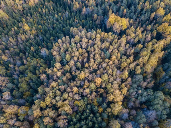Höst Skogsutsikt Från Drönare Kamera Trädfärgade Blad Abstrakt Mönster — Stockfoto