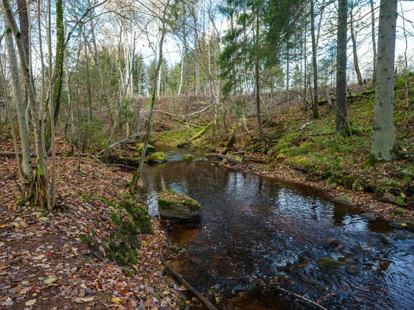古い木の幹と緑の草で覆われた秋の森の川の流れ — ストック写真