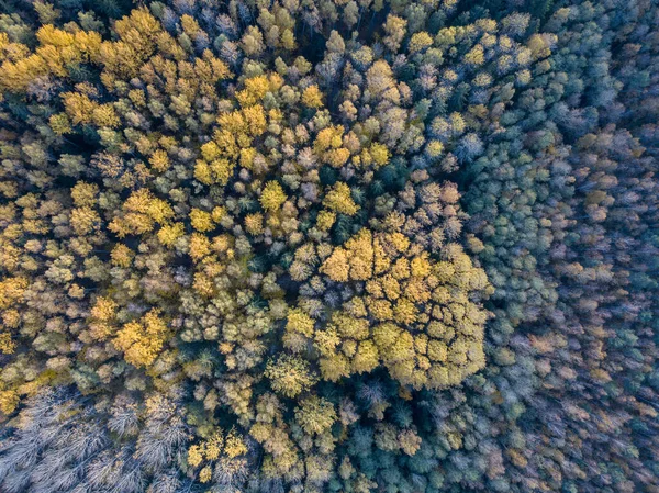 Jesienny Widok Lasu Kamery Drona Drzewa Kolorowe Liście Abstrakcyjny Wzór — Zdjęcie stockowe