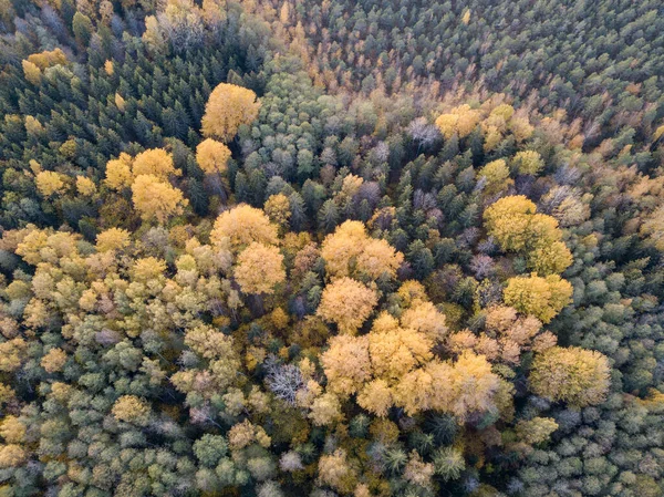 Höst Skogsutsikt Från Drönare Kamera Trädfärgade Blad Abstrakt Mönster — Stockfoto