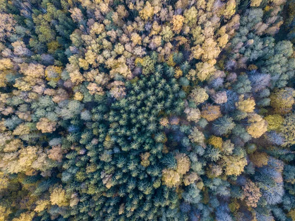 Herbst Waldblick Aus Der Drohnen Kamera Baumfarbene Blätter Abstraktem Muster — Stockfoto