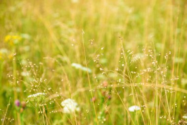soyut yeşil çimen yaprağı dokusu doğal desenli yaz otlağında