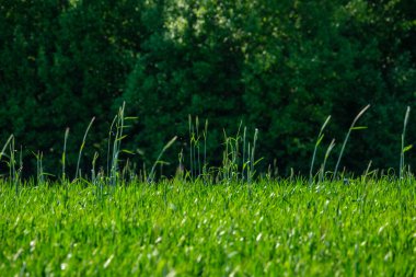 soyut yeşil çimen yaprağı dokusu doğal desenli yaz otlağında