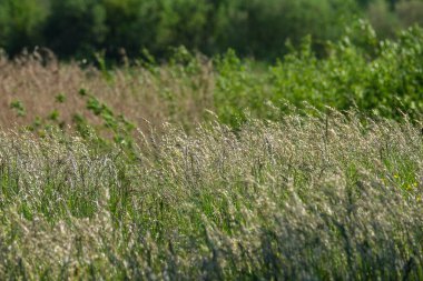 soyut yeşil çimen yaprağı dokusu doğal desenli yaz otlağında