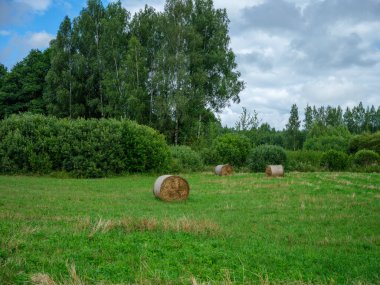 Yeşil yaz çayırlarında kışın hayvan yemi için toplanmış kuru saman ruloları.