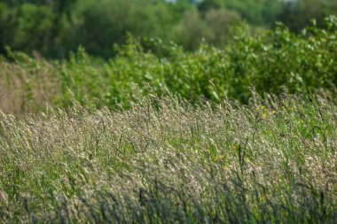 soyut yeşil çimen yaprağı dokusu doğal desenli yaz otlağında