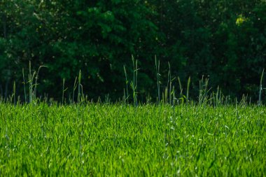 soyut yeşil çimen yaprağı dokusu doğal desenli yaz otlağında