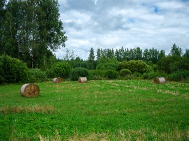 Yeşil yaz çayırlarında kışın hayvan yemi için toplanmış kuru saman ruloları.