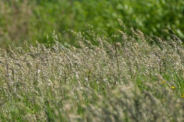 soyut yeşil çimen yaprağı dokusu doğal desenli yaz otlağında