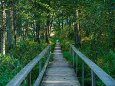 Derin yeşil ormanda eski ıslak ahşap patika yolu. Doğada perspektif
