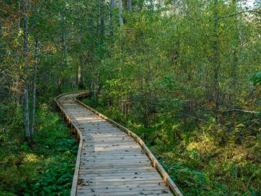 Derin yeşil ormanda eski ıslak ahşap patika yolu. Doğada perspektif