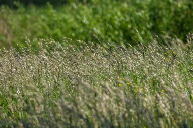 soyut yeşil çimen yaprağı dokusu doğal desenli yaz otlağında