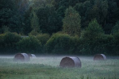 Yeşil yaz çayırlarında kışın hayvan yemi için toplanmış kuru saman ruloları.