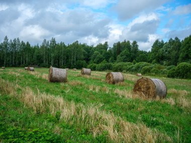 Yeşil yaz çayırlarında kışın hayvan yemi için toplanmış kuru saman ruloları.