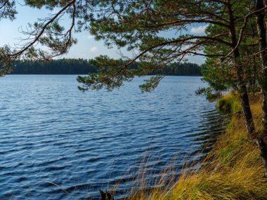 Kır ormanı gölü yazın koyu mavi sularda yansımalar ve kıyılarda yeşil ağaçlarla