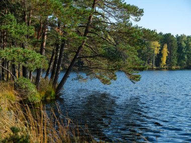 Kır ormanı gölü yazın koyu mavi sularda yansımalar ve kıyılarda yeşil ağaçlarla