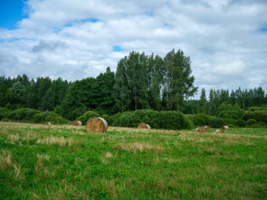 Yeşil yaz çayırlarında kışın hayvan yemi için toplanmış kuru saman ruloları.