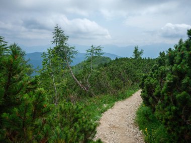 Slovakya 'daki Tatra dağlarında çakıl yürüyüş yolları. Yeşil yaz tepeleri sisli ve harika manzaralı