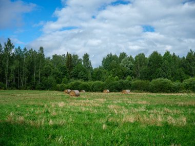 Yeşil yaz çayırlarında kışın hayvan yemi için toplanmış kuru saman ruloları.