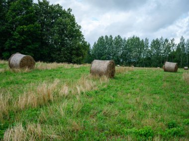 Yeşil yaz çayırlarında kışın hayvan yemi için toplanmış kuru saman ruloları.