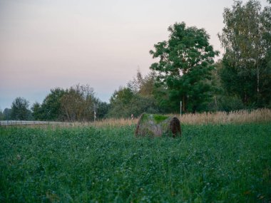 Yeşil yaz çayırlarında kışın hayvan yemi için toplanmış kuru saman ruloları.