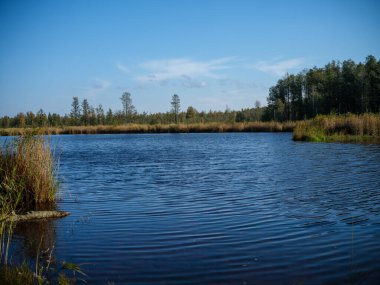 Kır ormanı gölü yazın koyu mavi sularda yansımalar ve kıyılarda yeşil ağaçlarla