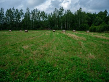 Yeşil yaz çayırlarında kışın hayvan yemi için toplanmış kuru saman ruloları.