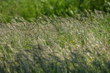soyut yeşil çimen yaprağı dokusu doğal desenli yaz otlağında