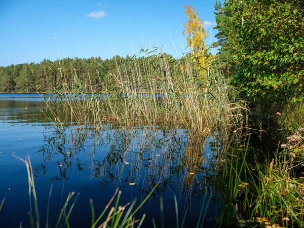 Venkovské Lesní Jezero Létě Hlubokou Modrou Vodou Odlesky Zelenými Stromy — Stock fotografie