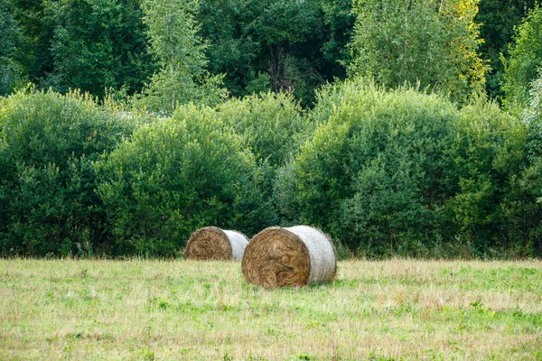 rolls of dry hay in green summer meadow packed for animal feed in winter