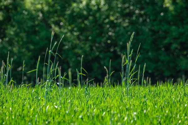 Abstrakcyjna Zielona Trawa Liści Tekstura Łące Letniej Naturalną Fakturą — Zdjęcie stockowe